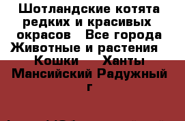Шотландские котята редких и красивых  окрасов - Все города Животные и растения » Кошки   . Ханты-Мансийский,Радужный г.